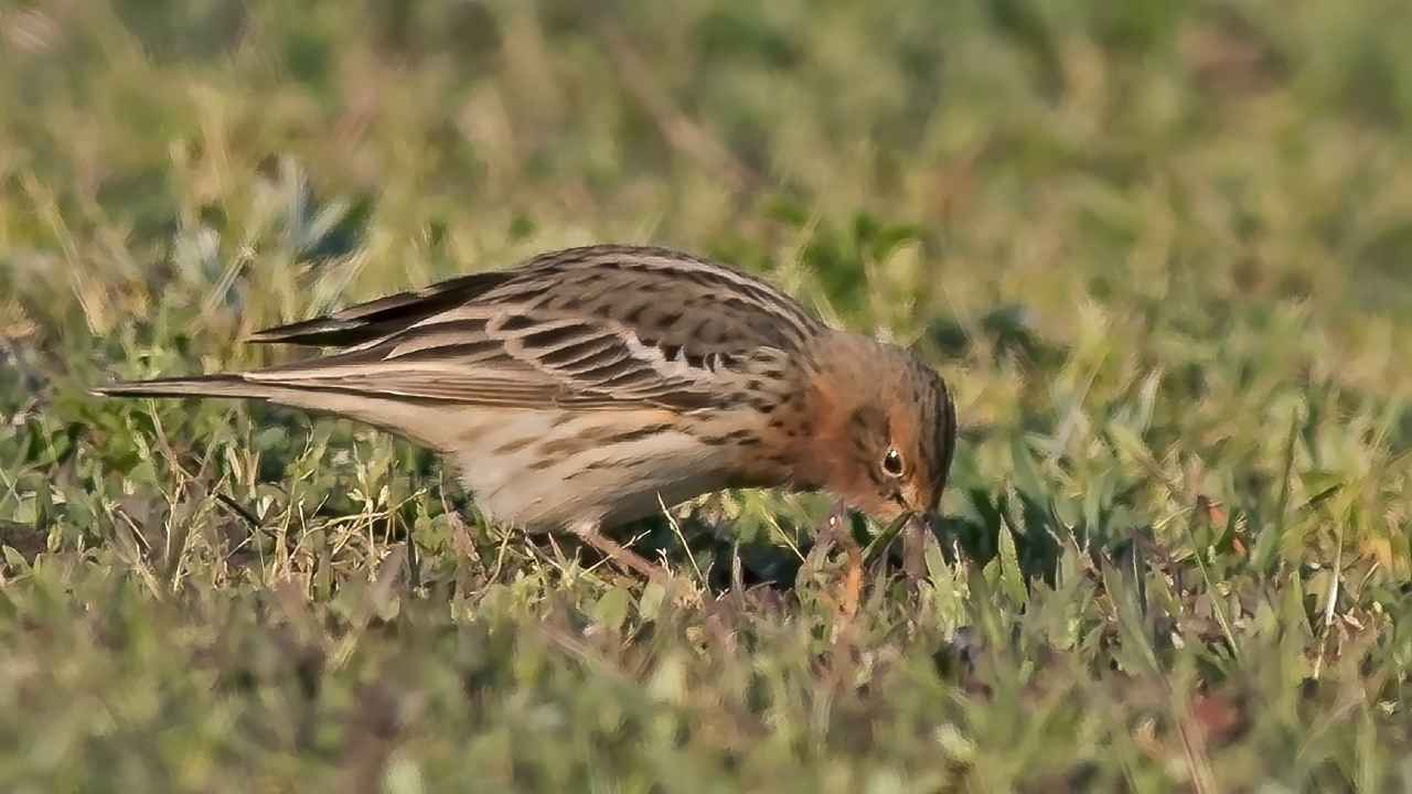 Red-throated Pipit