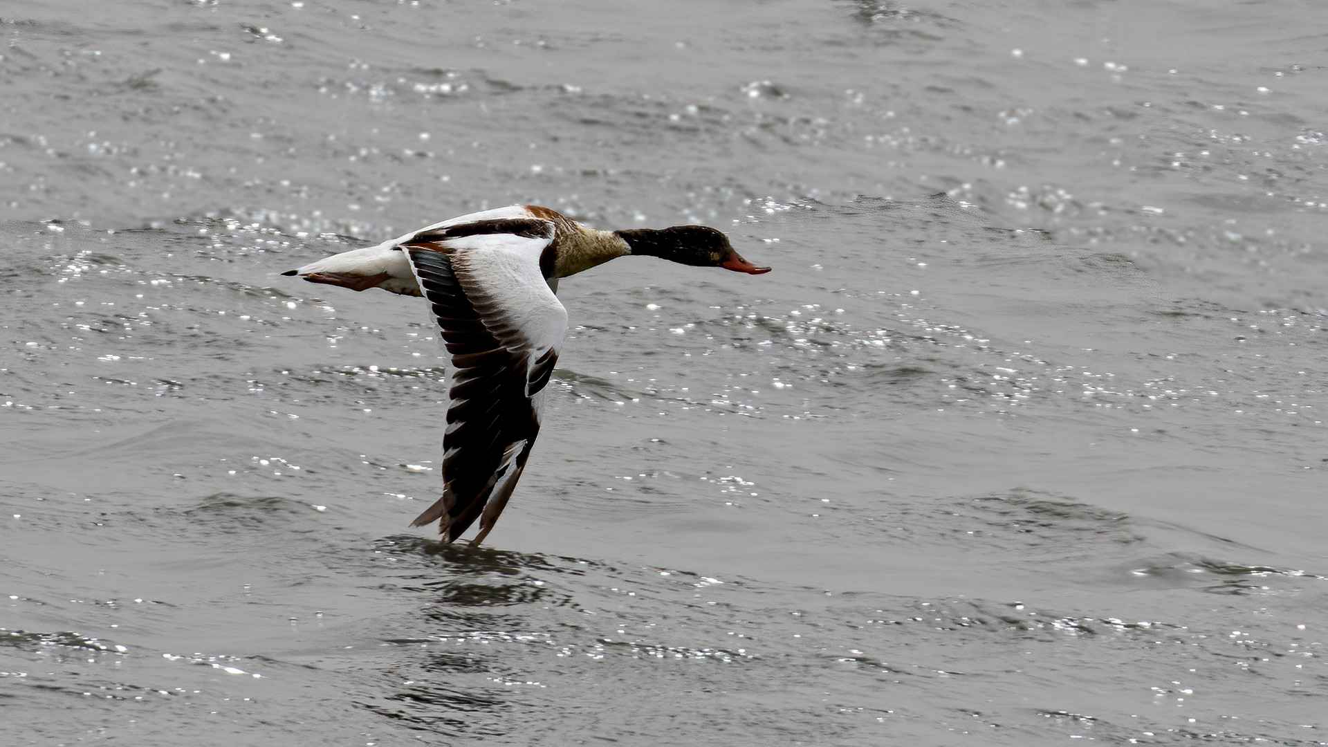 Common Shelduck