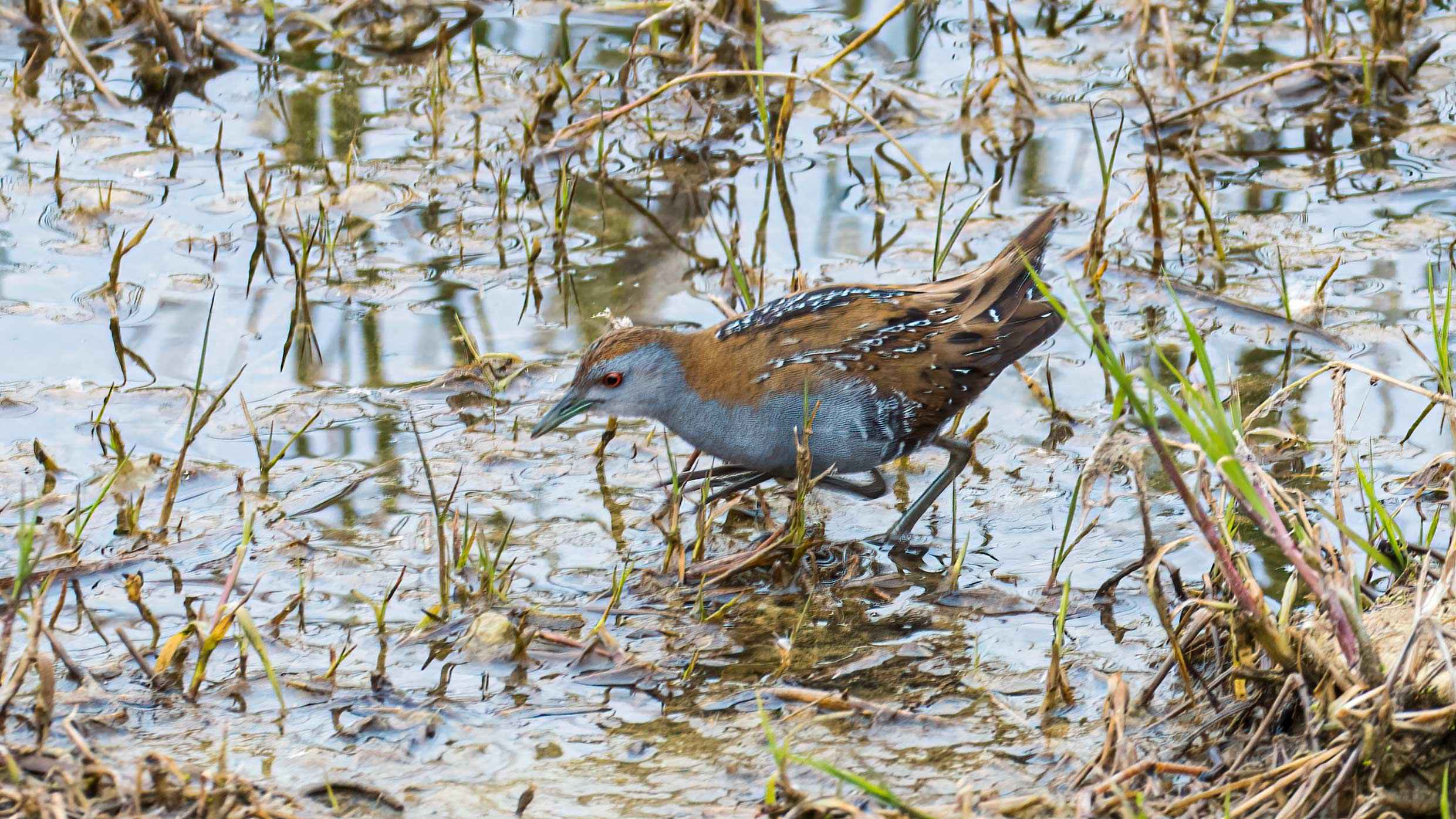 Baillon's Crake