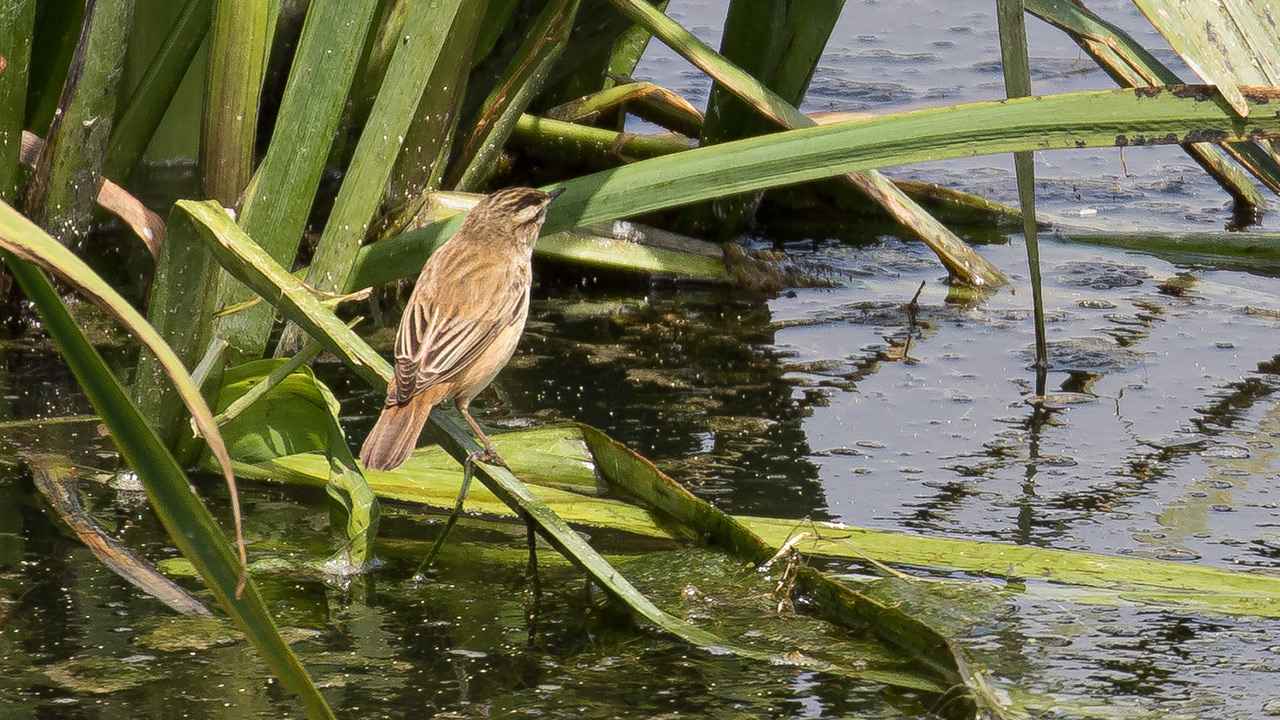 Sedge Warbler