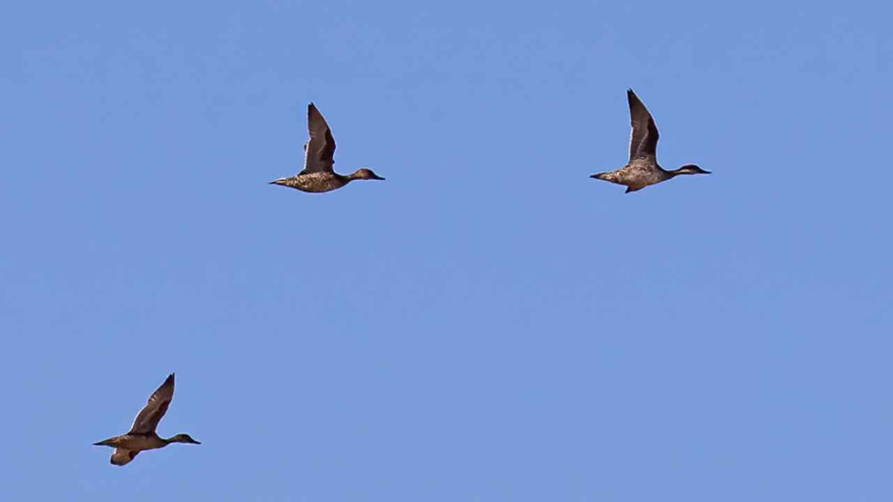 Northern Pintail