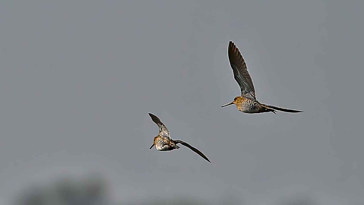 Great Snipe