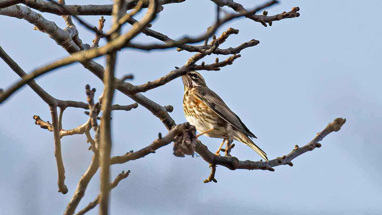 Redwing