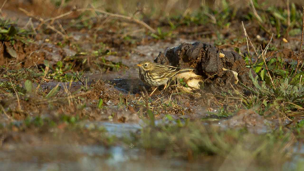 Meadow Pipit