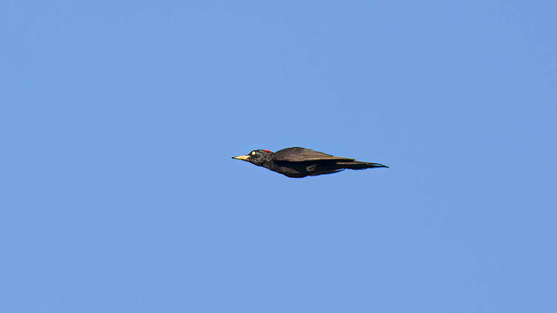 Black Woodpecker