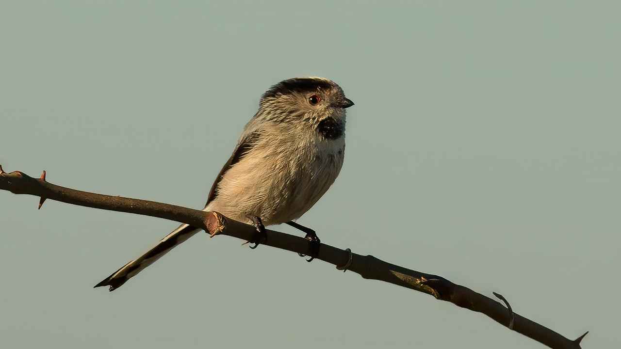 Long-tailed Tit