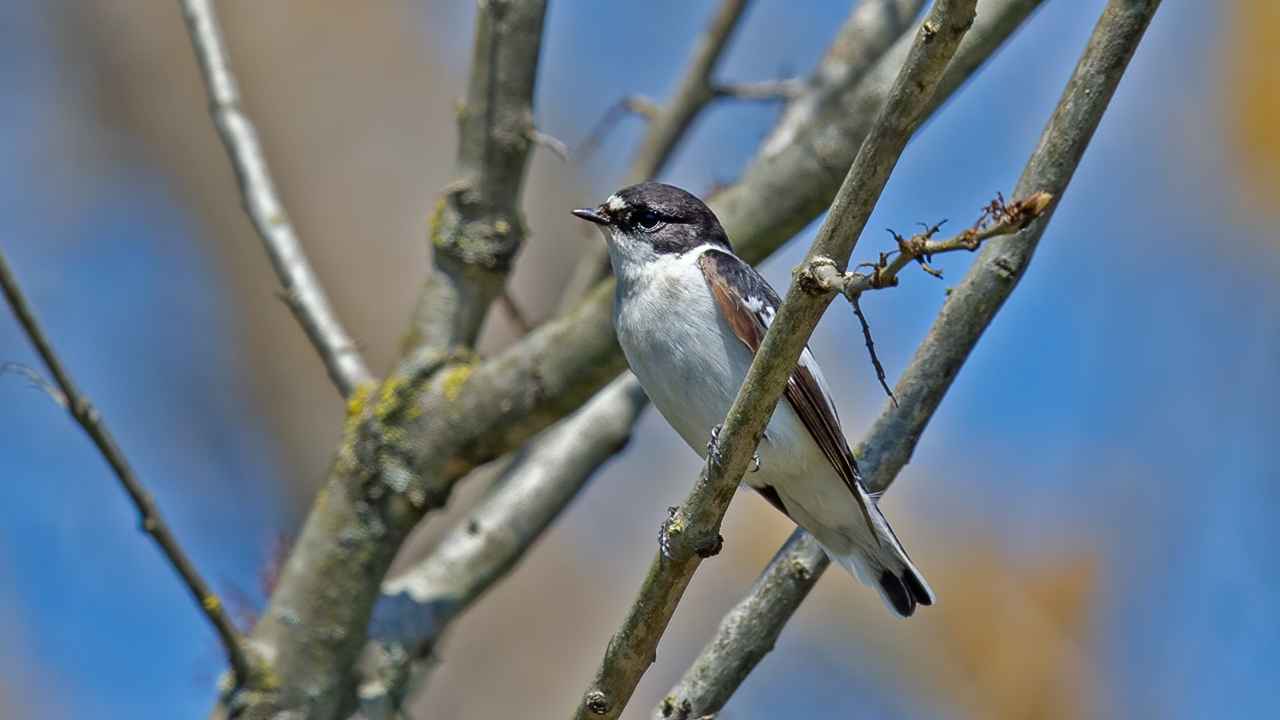 Semicollared Flycatcher