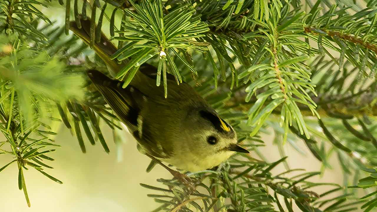 Goldcrest