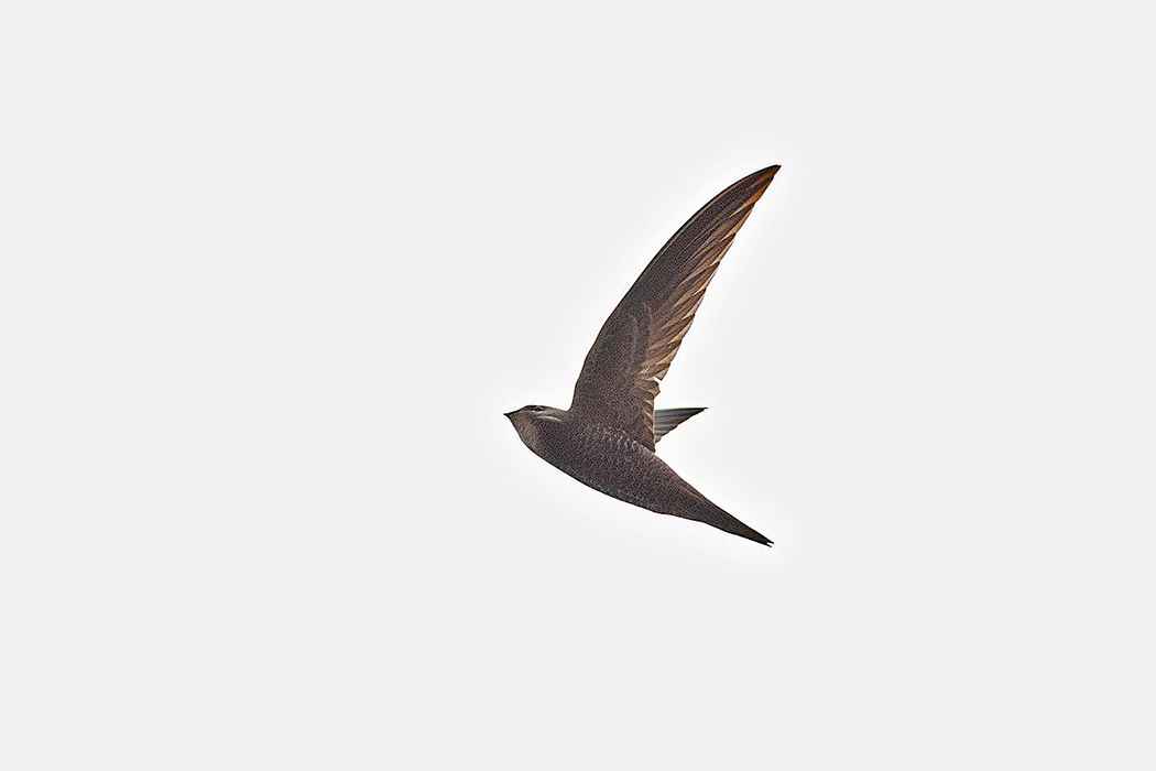 Common Swift