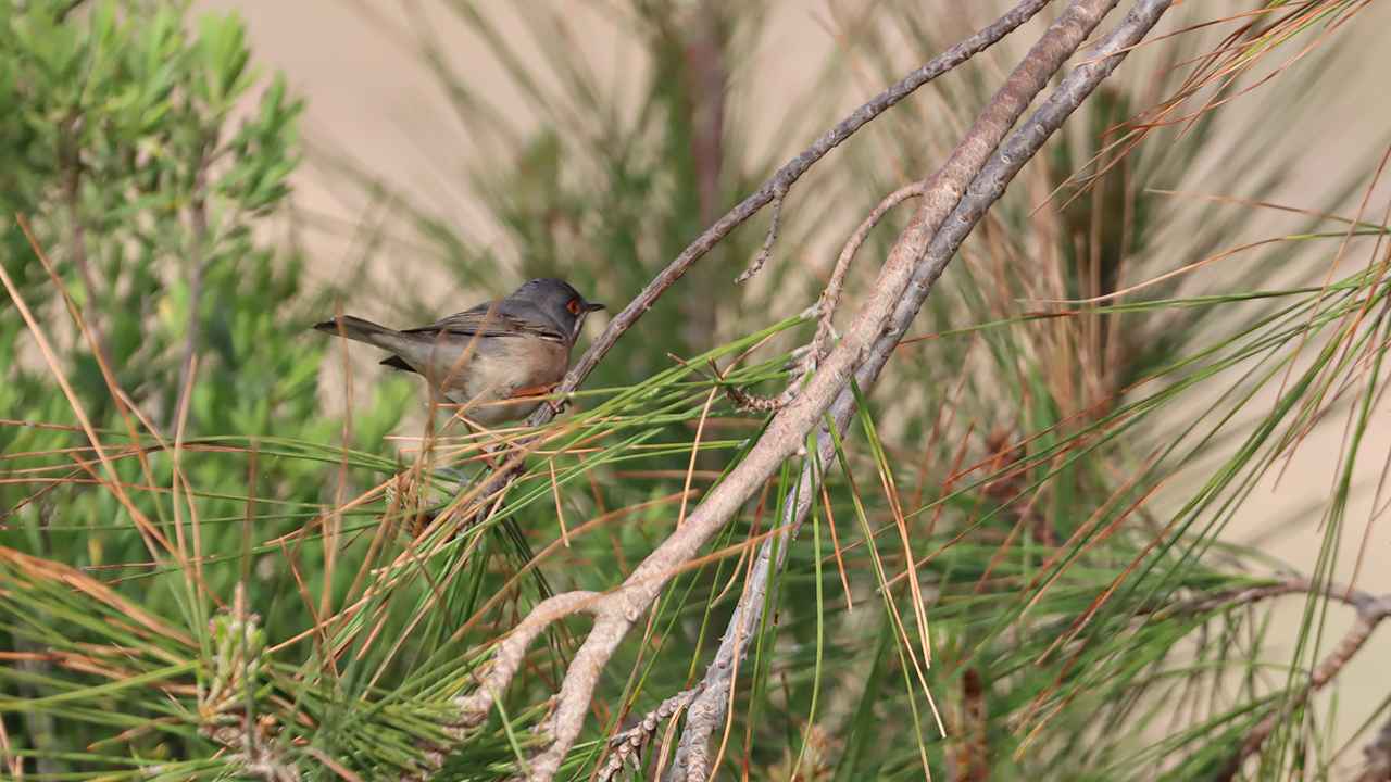 Subalpine Warbler