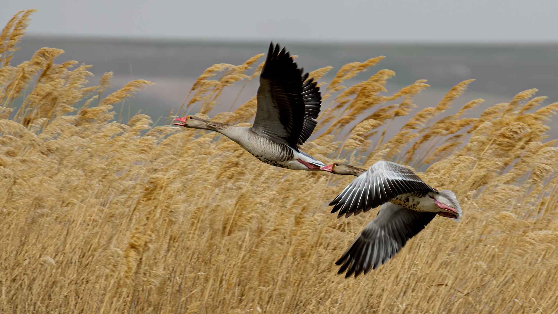 Graylag Goose