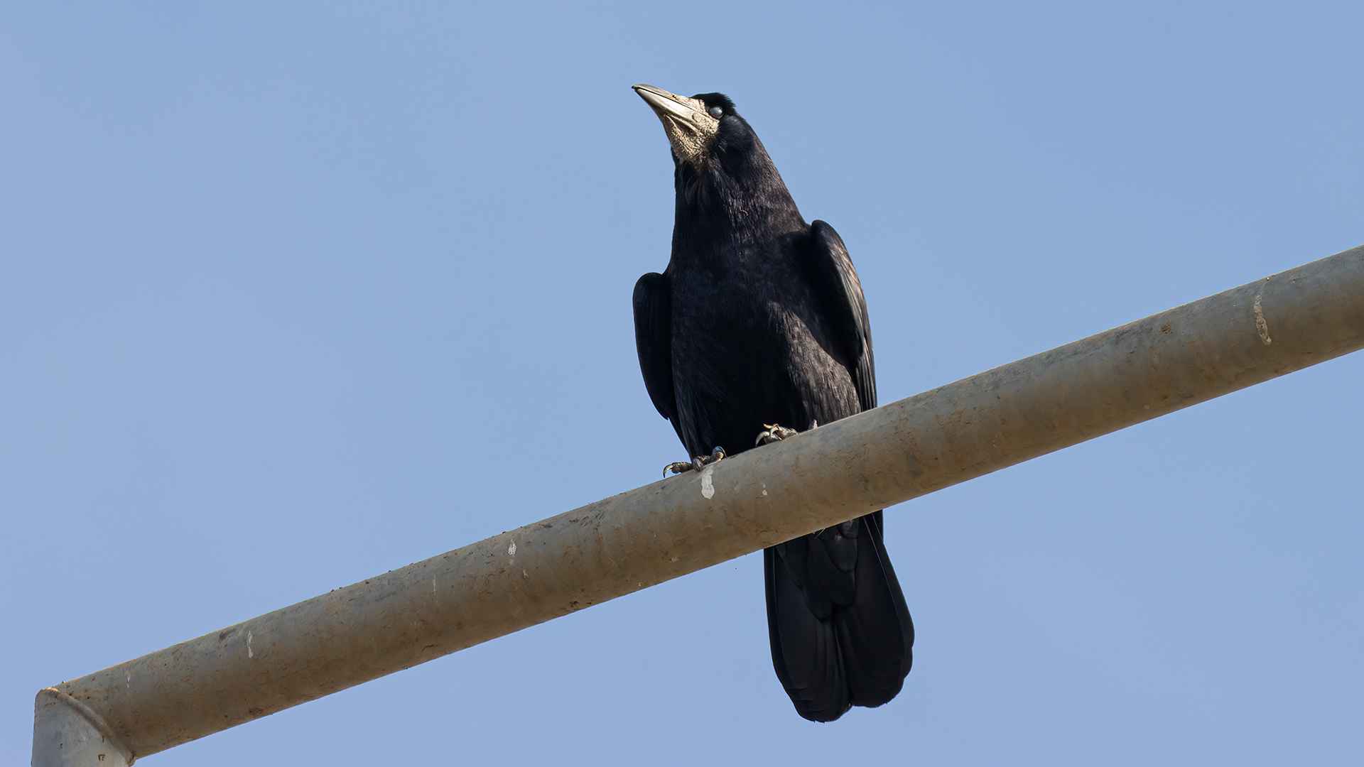 Rook