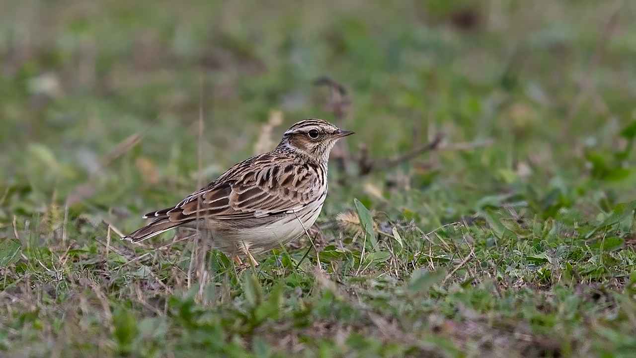 Wood Lark