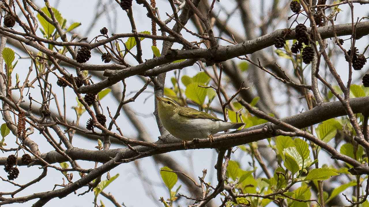 Wood Warbler