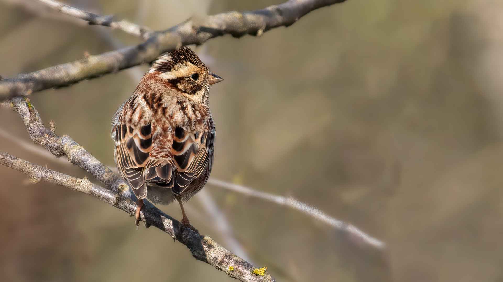 Rustic Bunting
