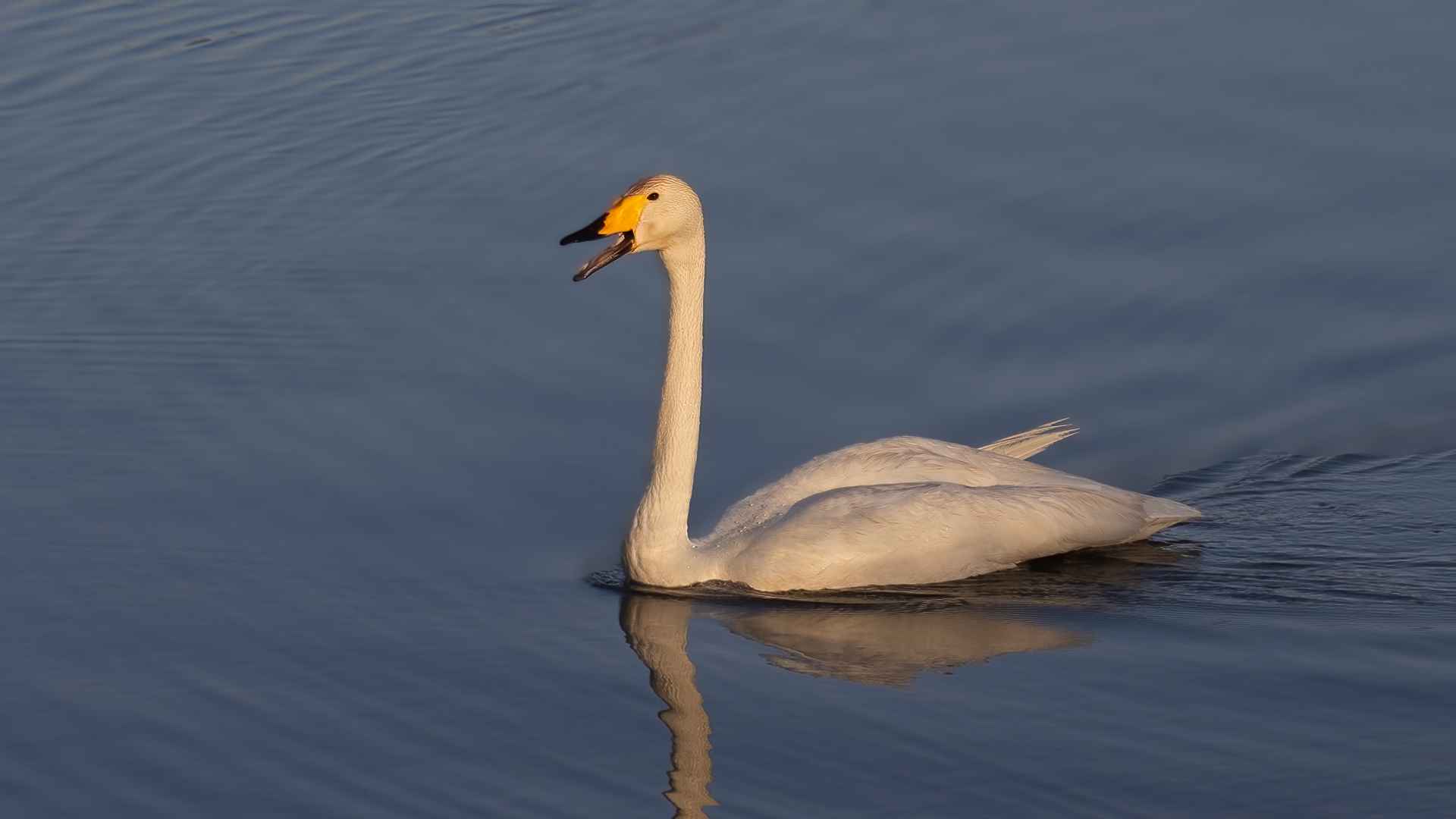 Whooper Swan