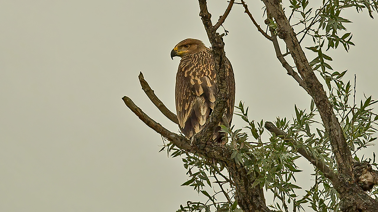 Imperial Eagle