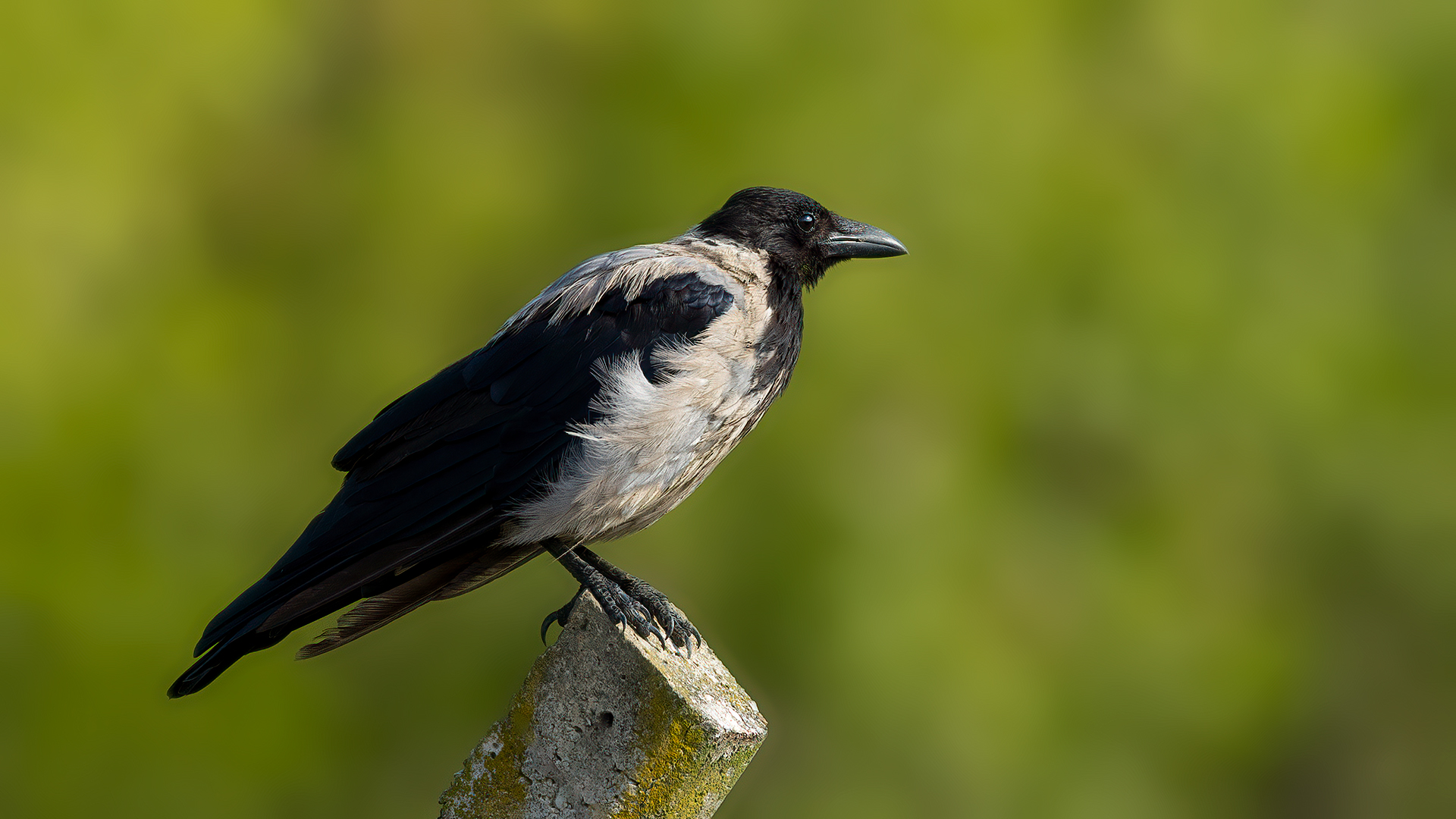 Hooded Crow