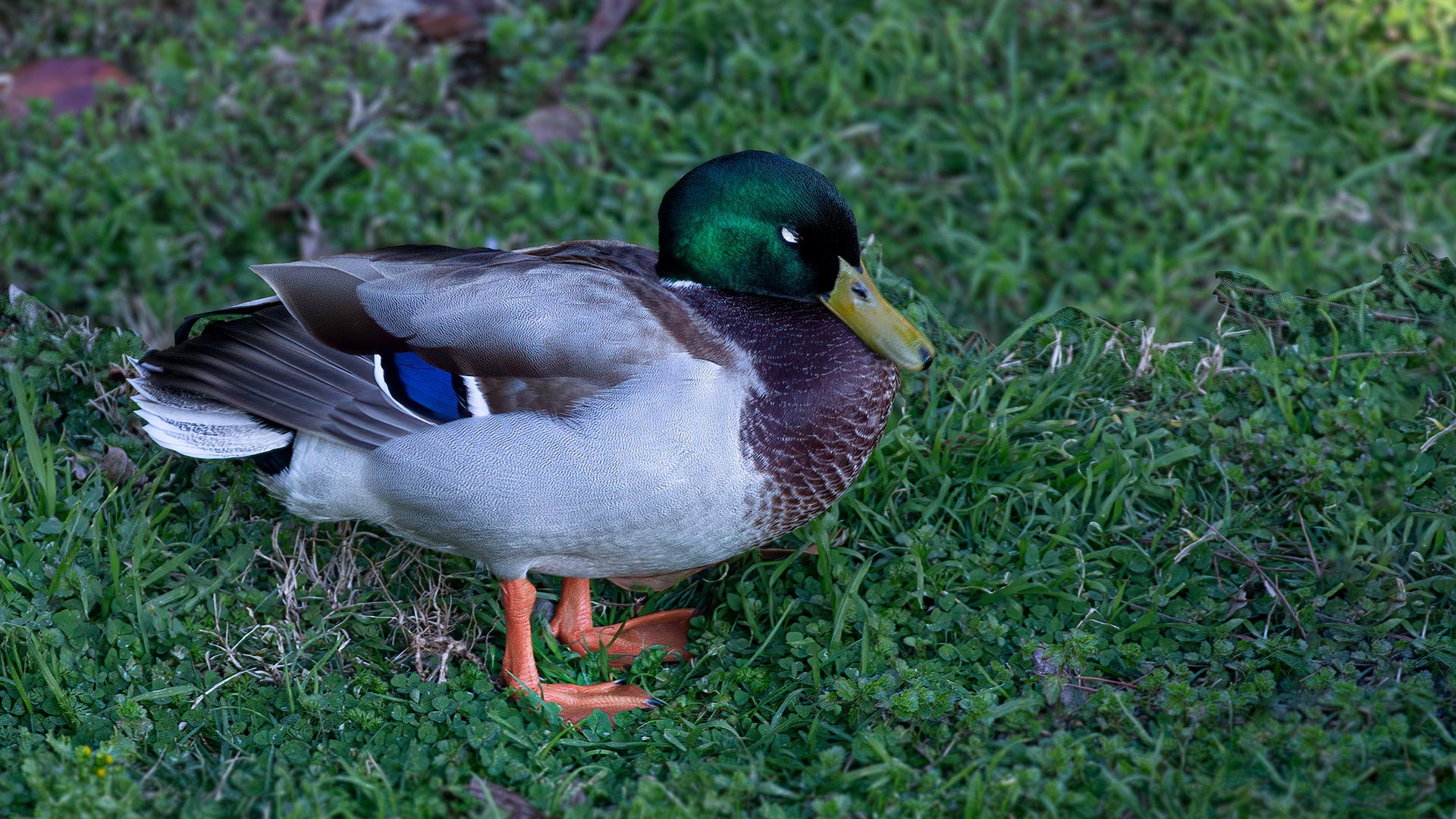 Mallard