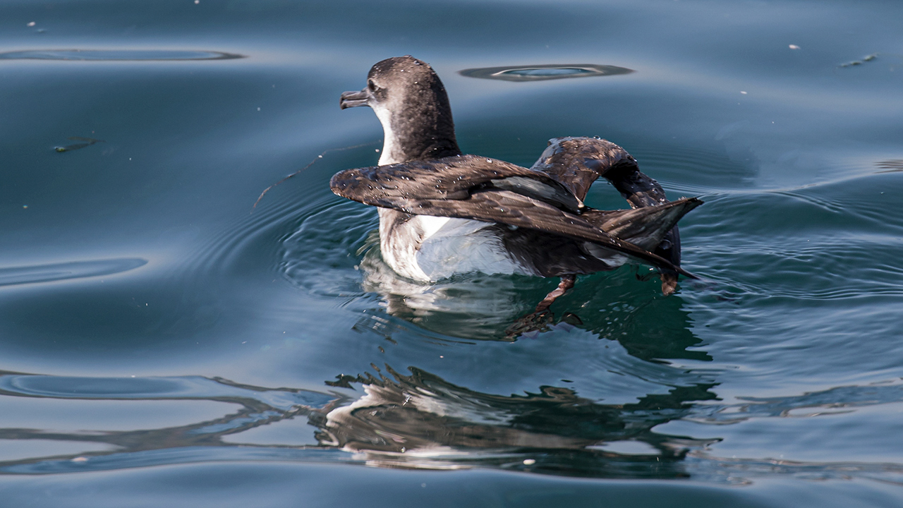 Yelkouan Shearwater
