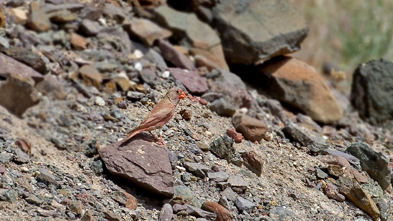 Trumpeter Finch