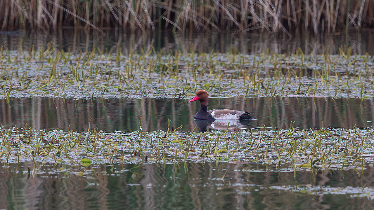 Red-crested Pochard