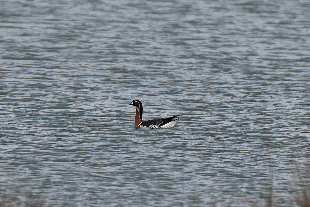 Red-breasted Goose