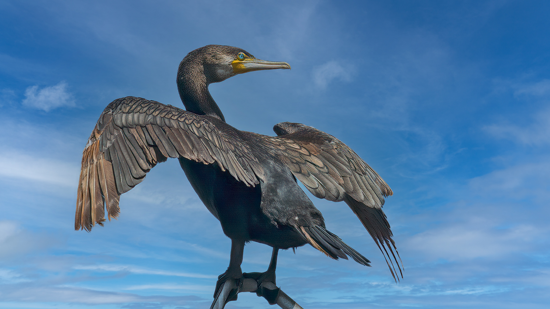 Great Cormorant