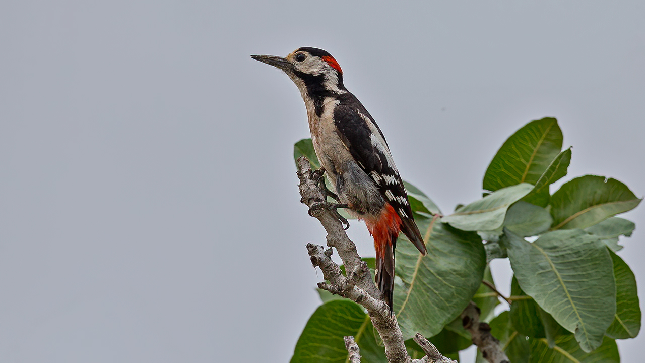 Syrian Woodpecker