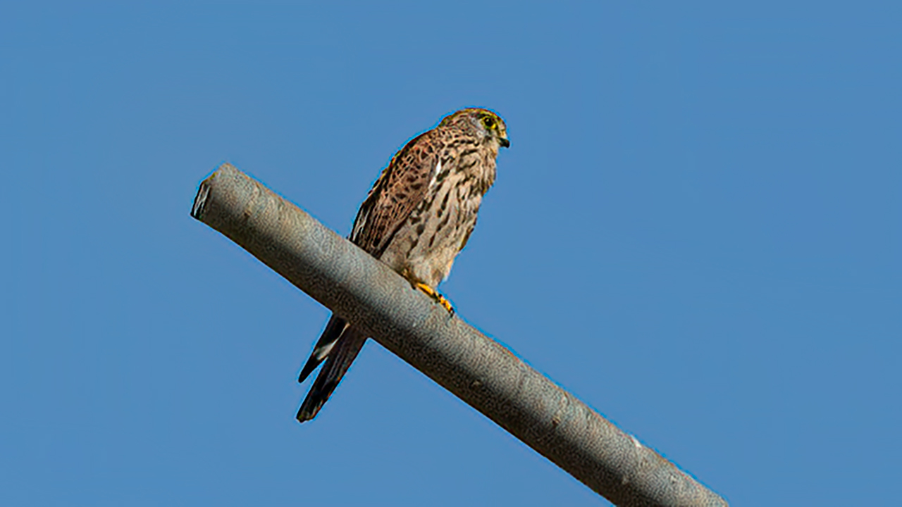 Eurasian Kestrel