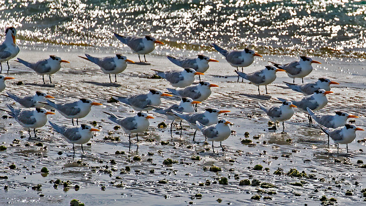 Lesser Crested Tern — Ana fotoğraf