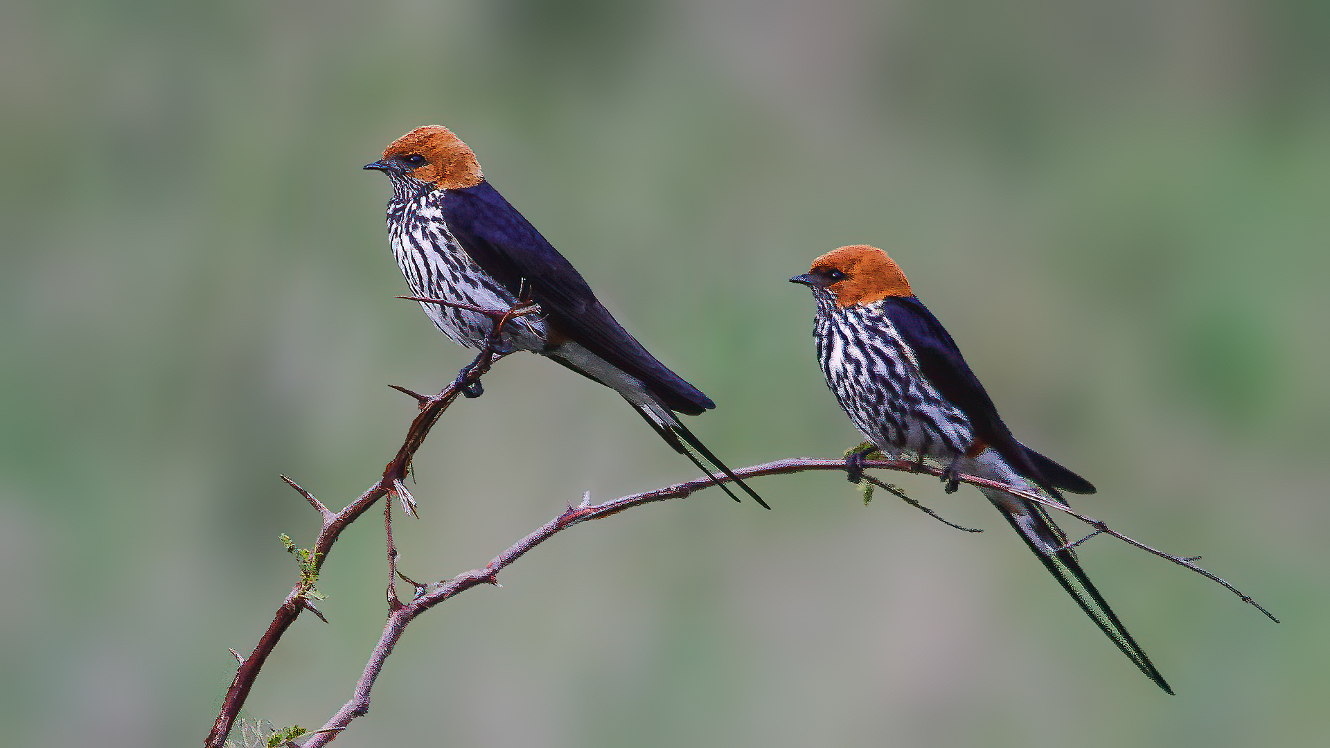 Lesser Striped Swallow