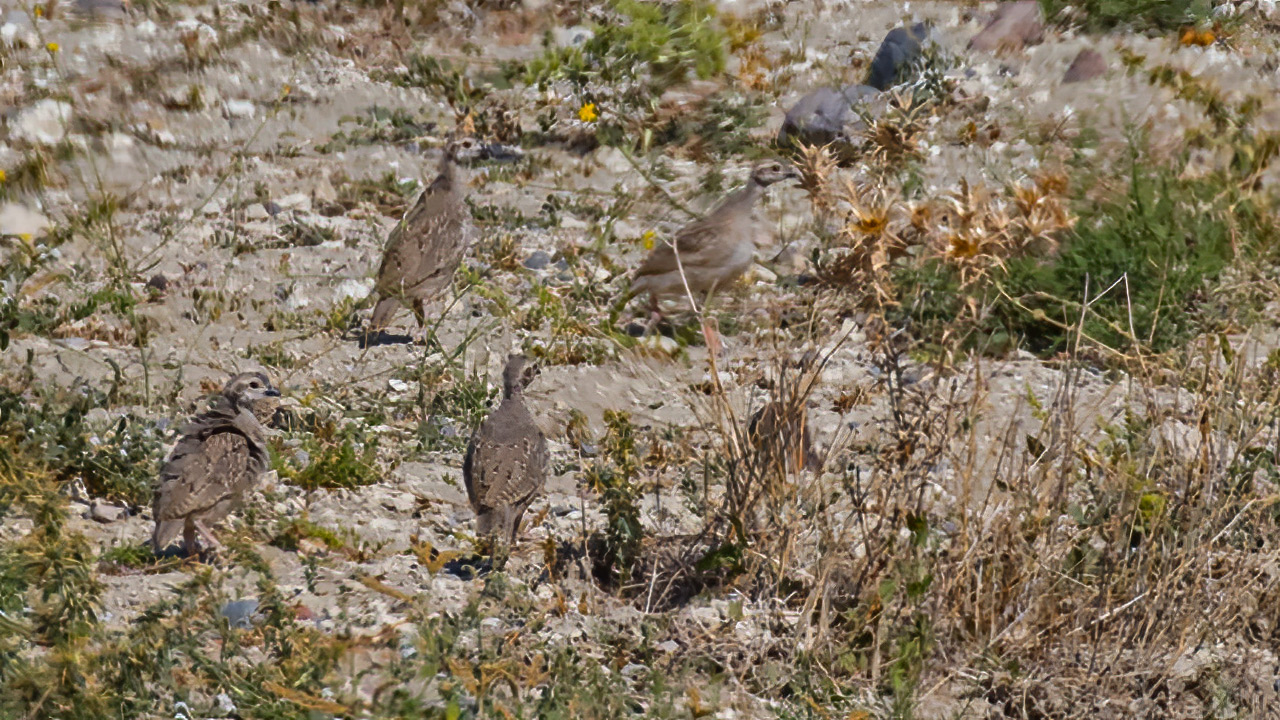 Chukar