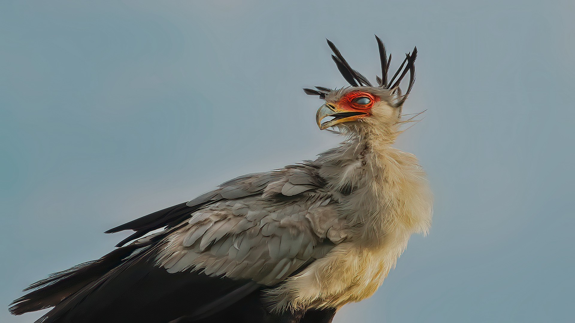 Secretarybird