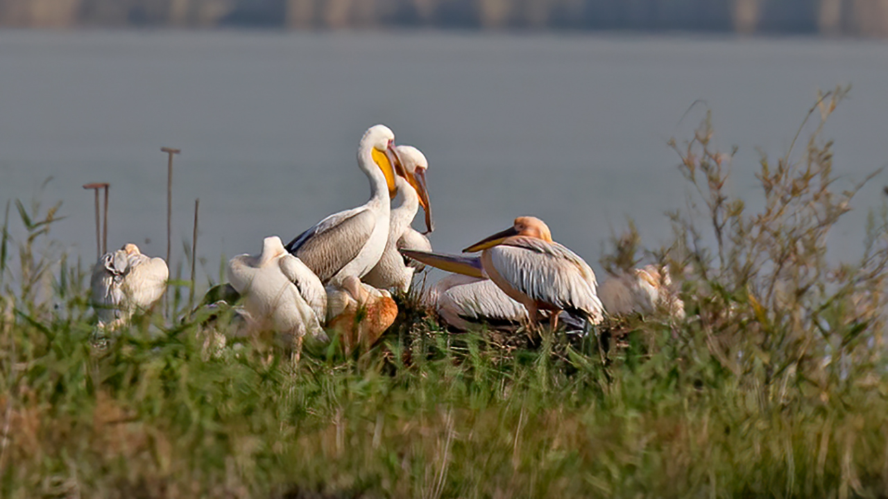 Great White Pelican