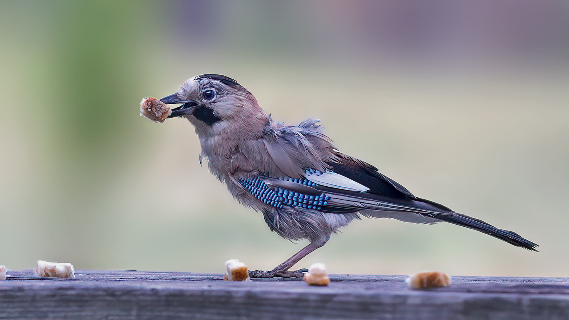 Eurasian Jay