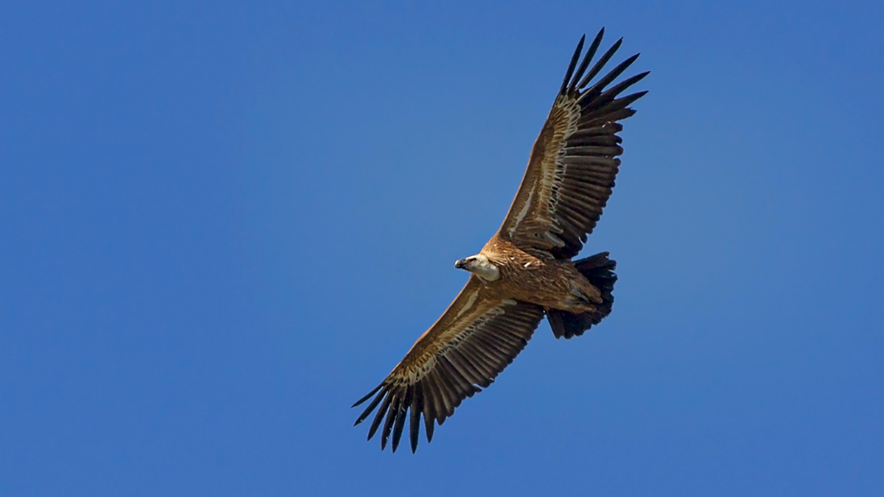 Eurasian Griffon