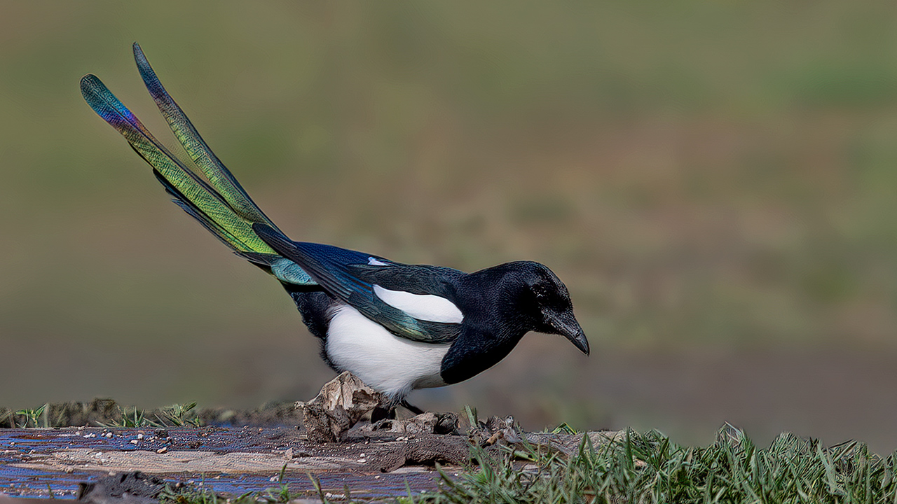 Eurasian Magpie