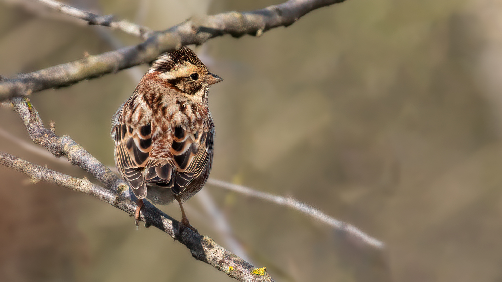 Rustic Bunting