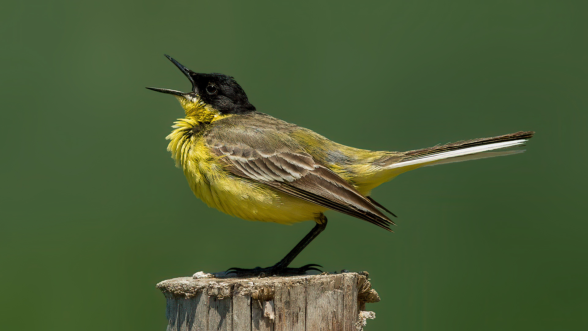 Western Yellow Wagtail