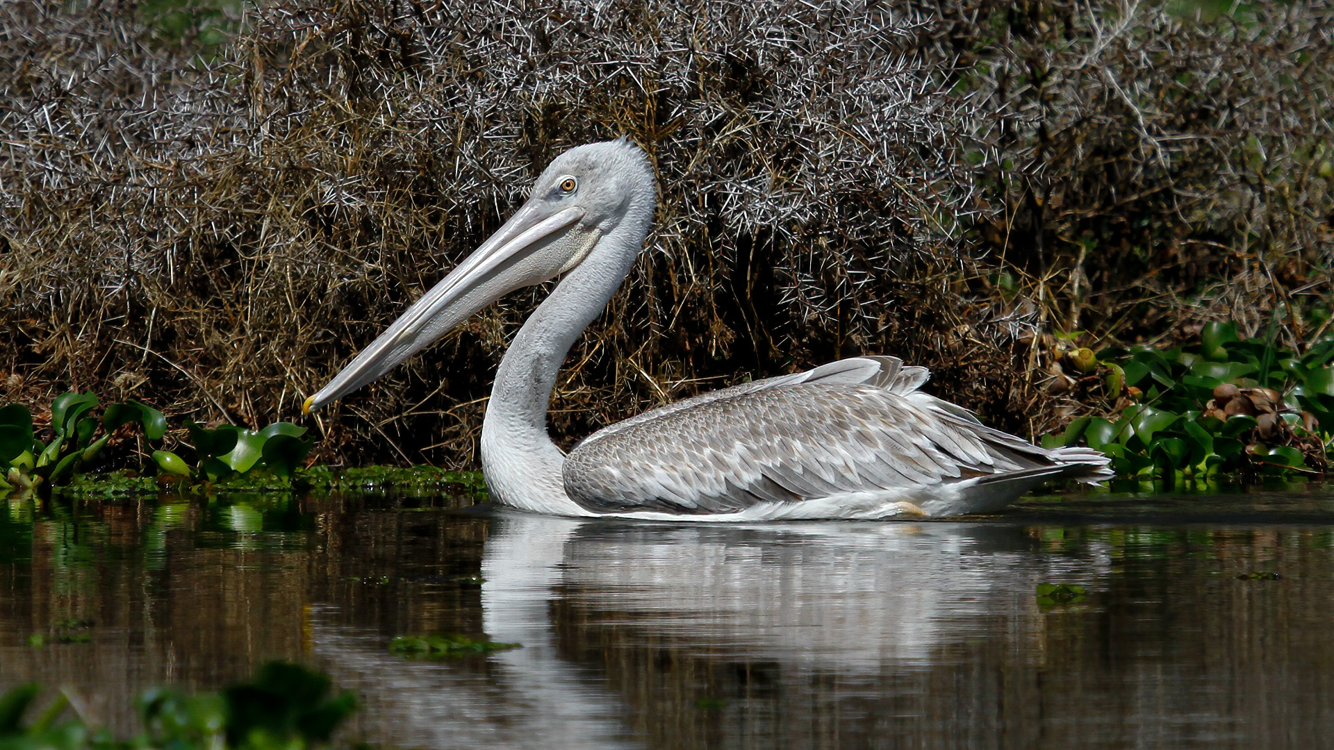 Pink-backed Pelican