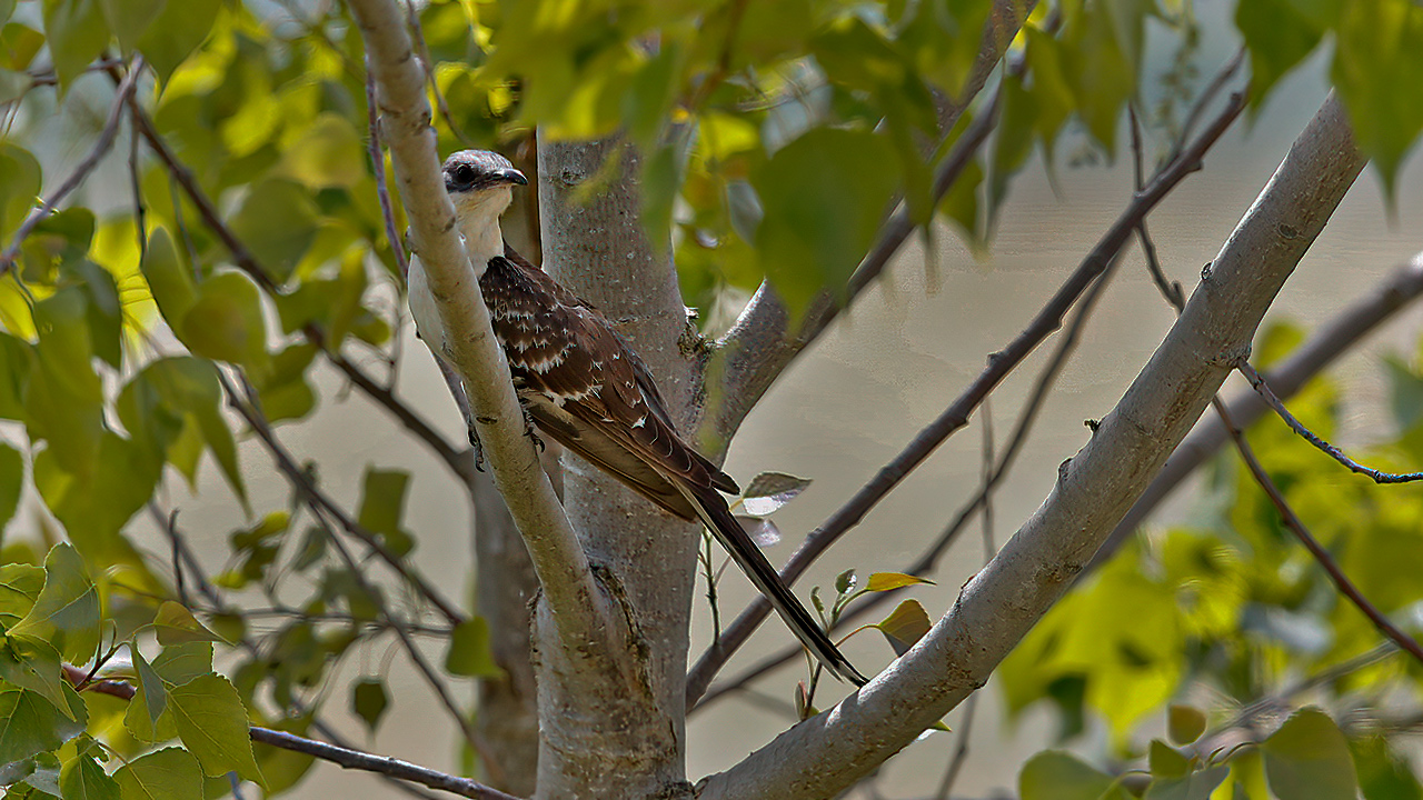 Great Spotted Cuckoo