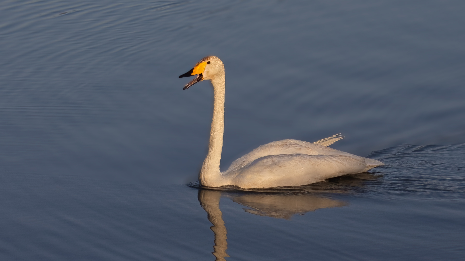 Whooper Swan