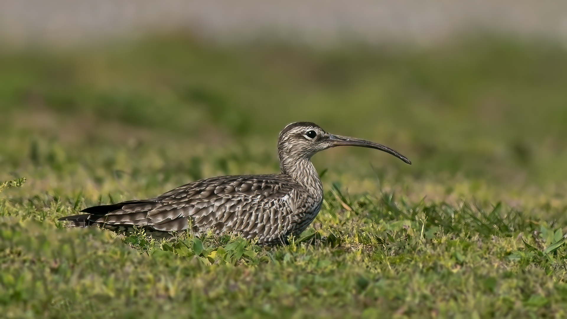 Whimbrel