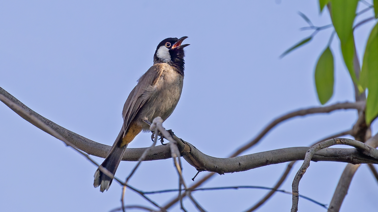 White-eared Bulbul