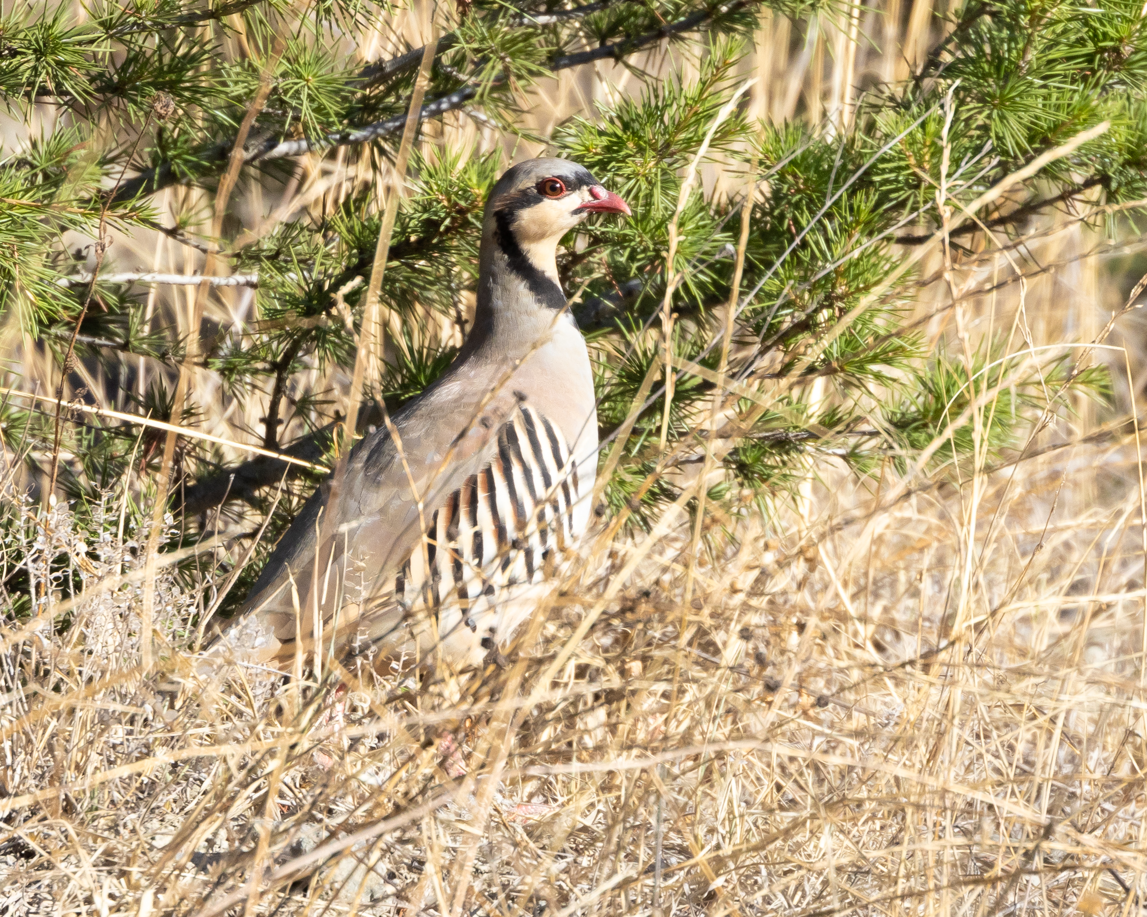Chukar