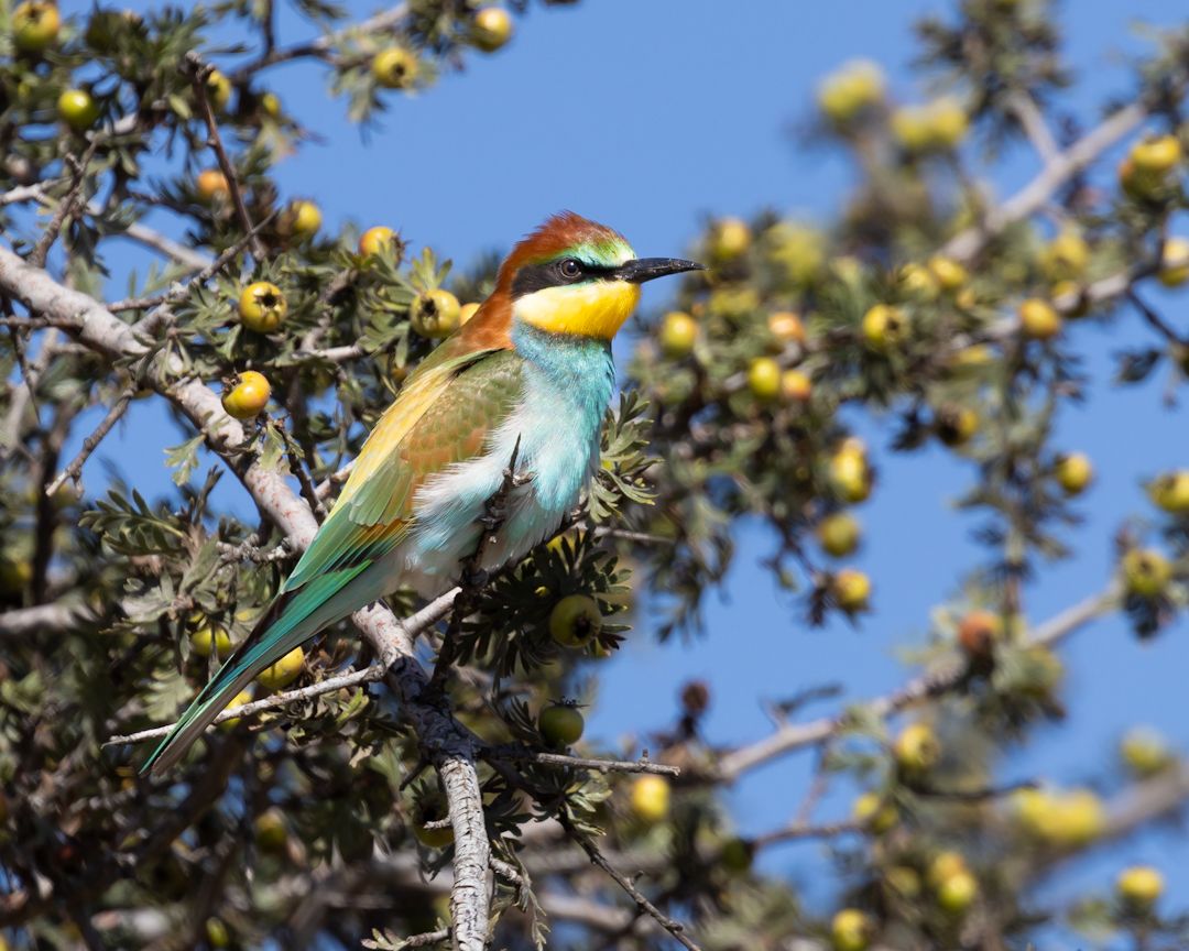 European Bee-eater