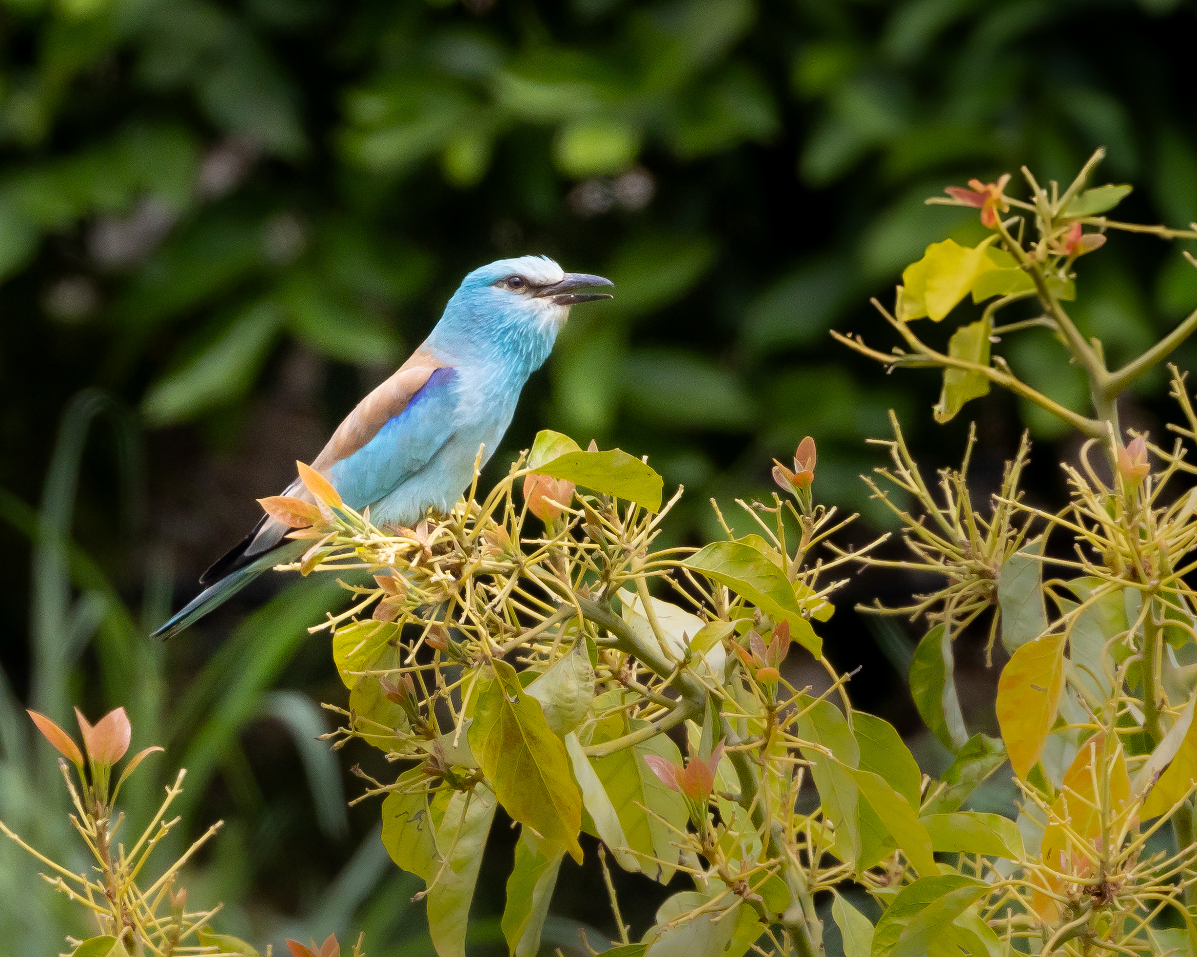 European Roller