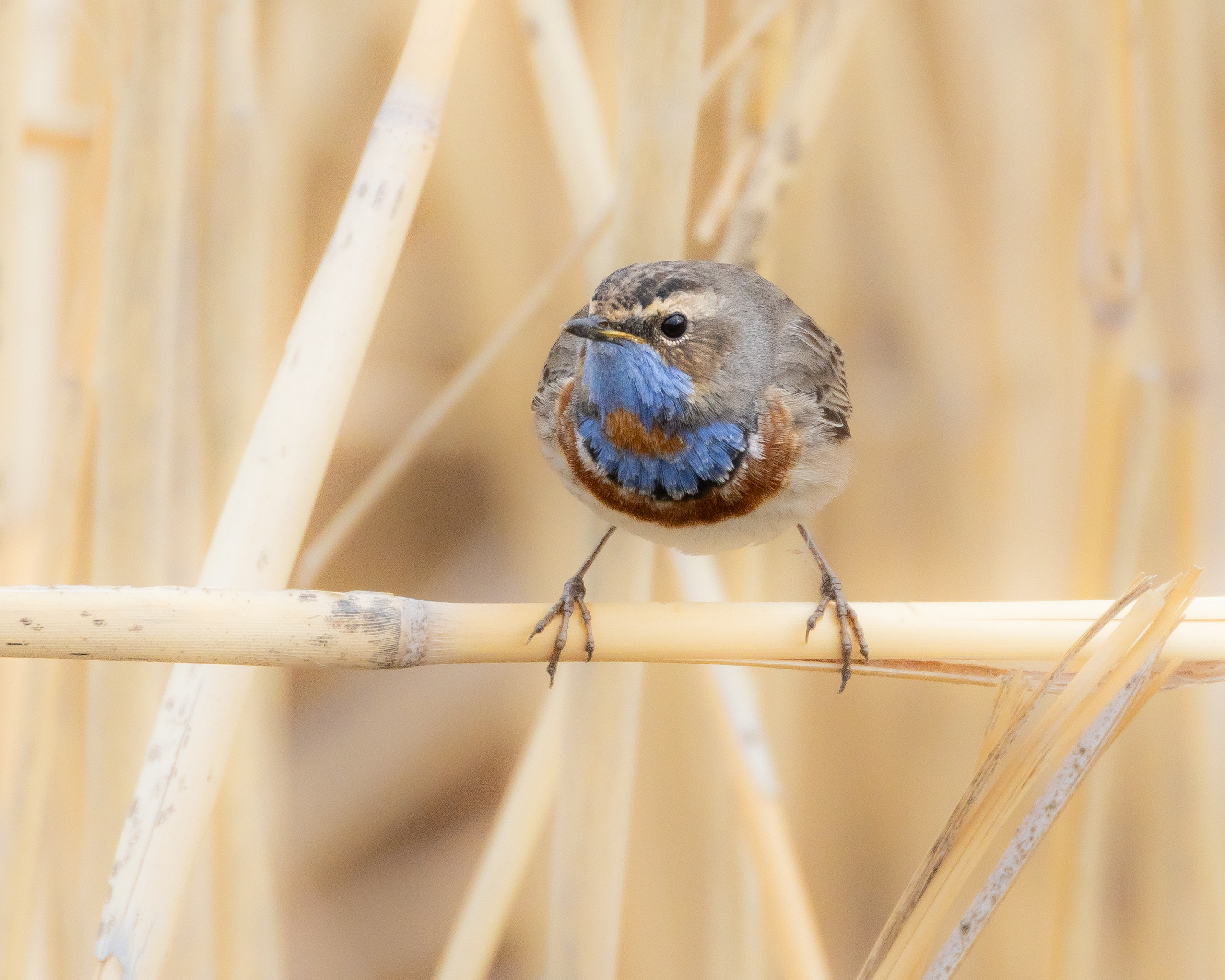 Bluethroat