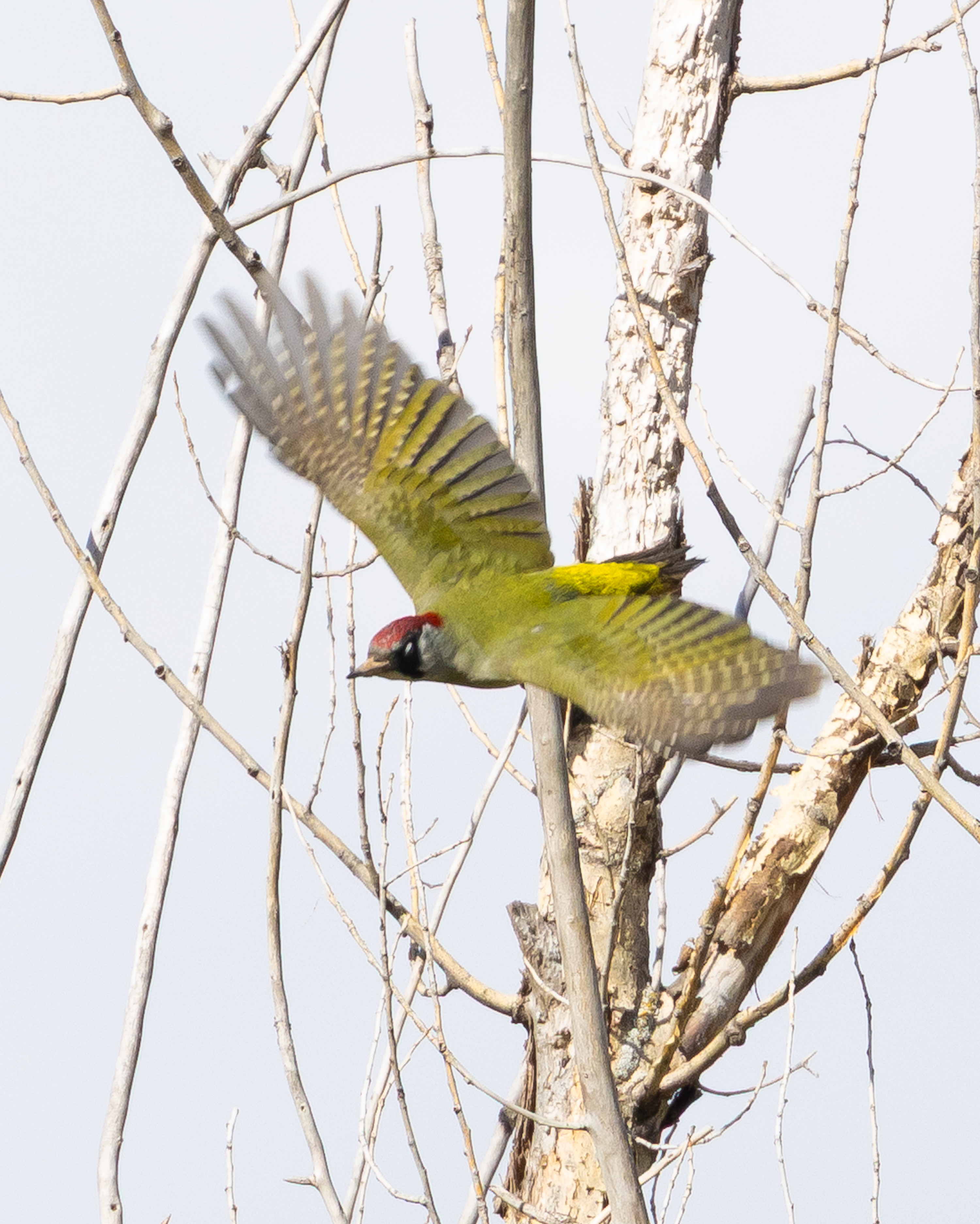 Eurasian Green Woodpecker